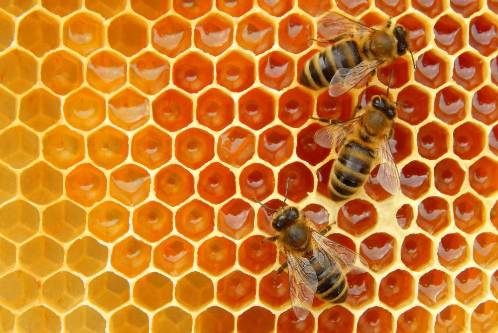 To Bee or not to Bee? Wax is the Question.